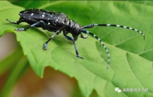 林業(yè)防治新里程！ 高科新農(nóng)20公斤M45湖北抗擊天牛告捷