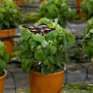 不用農藥！荷蘭大棚用掌上無人機精準絞碎害蟲，而不誤傷益蟲 ...