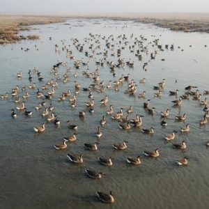 未經許可錦州禁用無人機跟蹤拍攝候鳥
