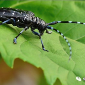 林業(yè)防治新里程！ 高科新農(nóng)20公斤M45湖北抗擊天牛告捷