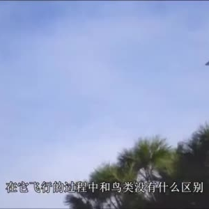 農村小伙發明飛鳥無人機，沒有螺旋槳，飛行跟真鳥毫無差別 ...