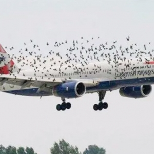 機場驅鳥很有必要！驅鳥利器推薦